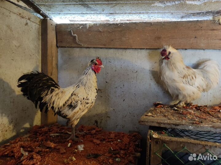 Молодые петухи
