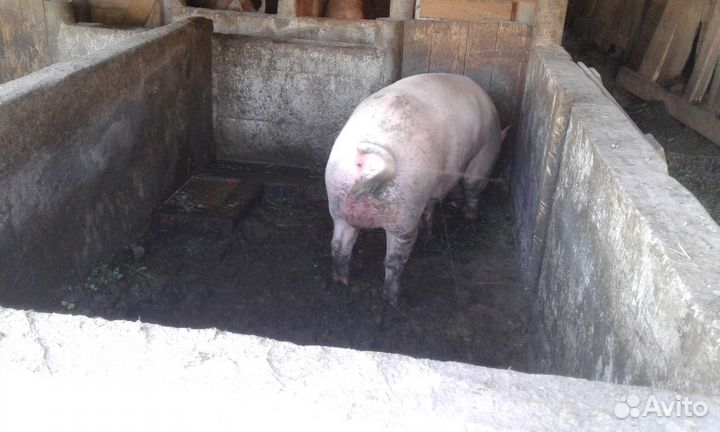 Поросята Хряк 11 месяцев