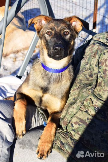 Щенок мальчик Оскар 5 мес