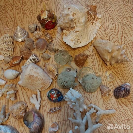 Шар аквариум и ракушки