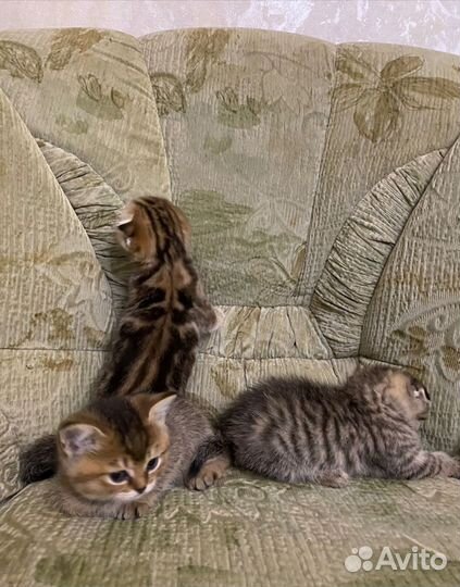 Котята - львята