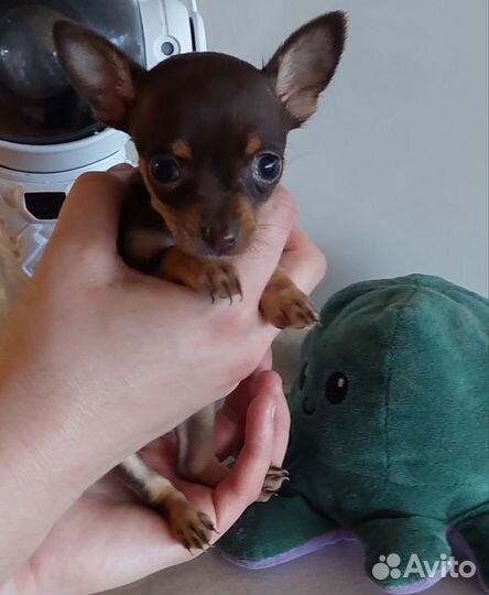 Мини той-терьер