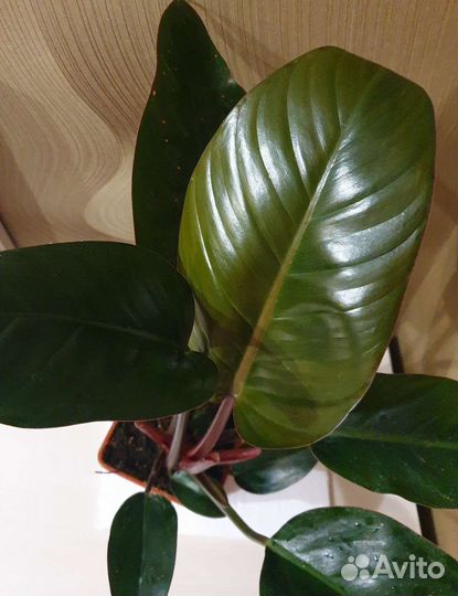 Филодендрон Rojo congo