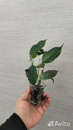 Фикус бенджамина