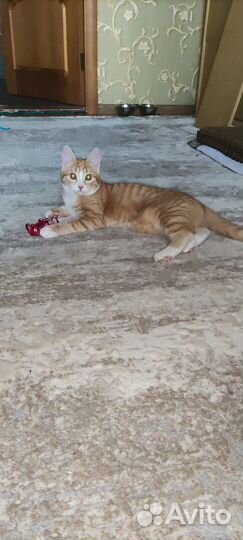 Маленькая тигра