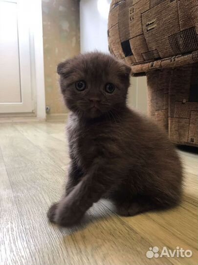 Шотландский кот вязка