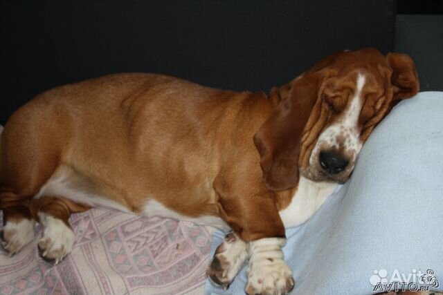 Гостиница для животных «Фауна»