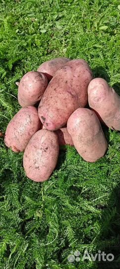 Семенной картофель