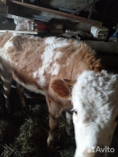 Продаётся телочка