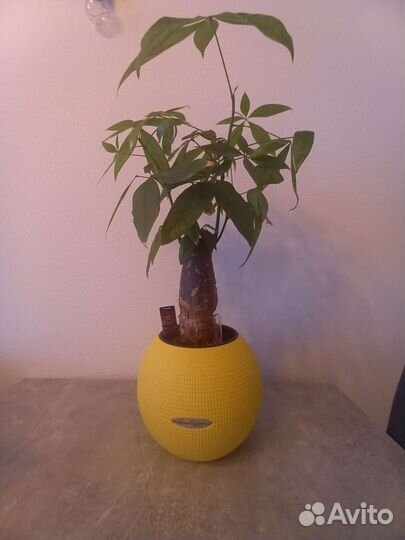 Кашпо Лечуза