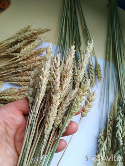 Колосья ржи и пшеницы