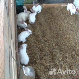 Клетки для кроликов - интернет магазин Подворье