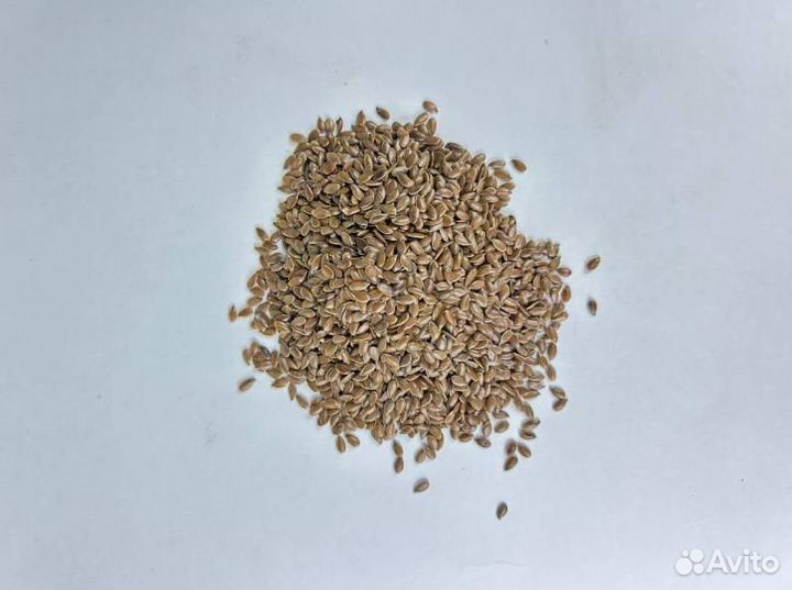 Семена льна / Семена Для маслоделов