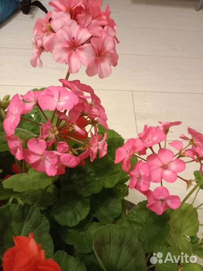 Пеларгония герань