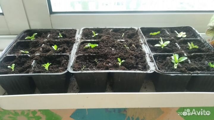 Рассада цветов эустома (лизиантус)