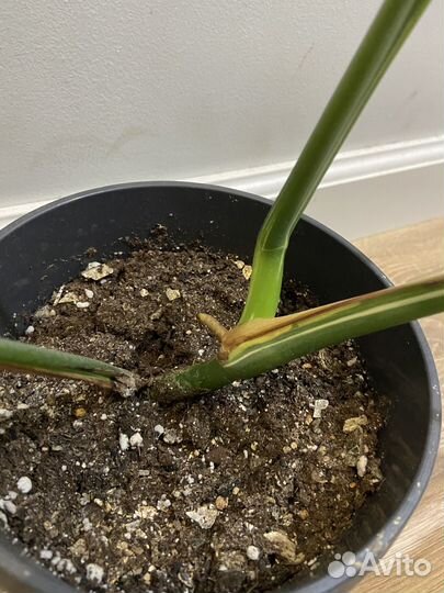 Монстера Альба