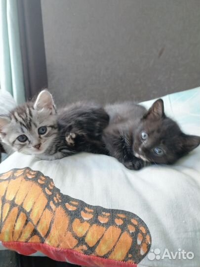 Шотландские котята