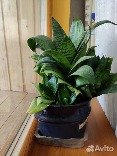 Комнатные цветы