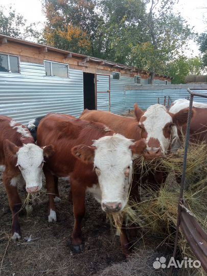 Продам тёлок