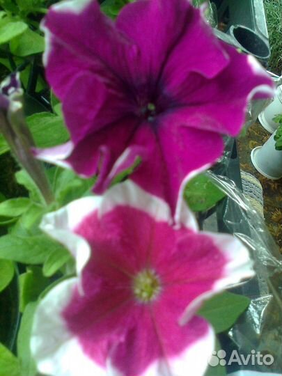 Рассада цветов