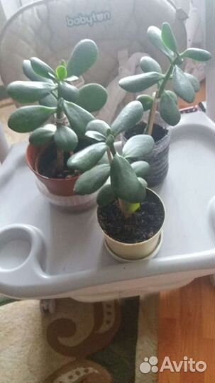 Денежное дерево