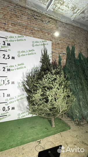 Царь елка живая новогодняя