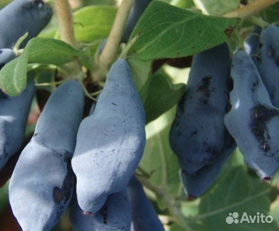 Саженцы жимолости