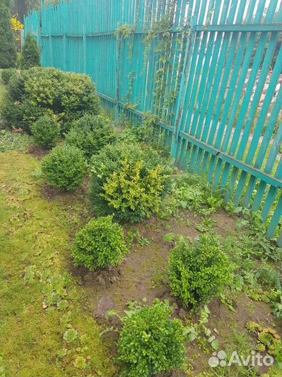 Самшит, саженцы самшита, туя