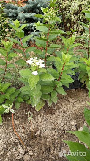 Гортензия метельчатая