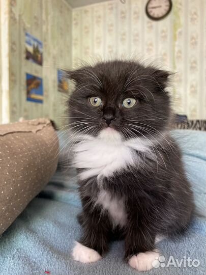 Котята усатые друзья