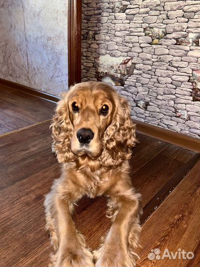 Вязка кокер спаниель английский