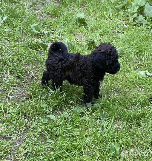 Щенки пуделя