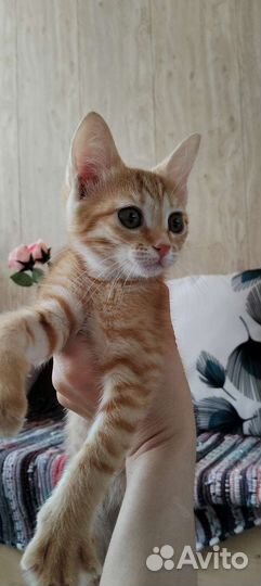 Котенок девочка