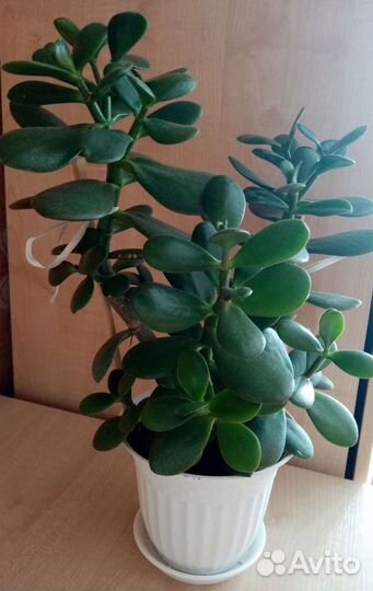 Толстянка Крассула Денежное деревце