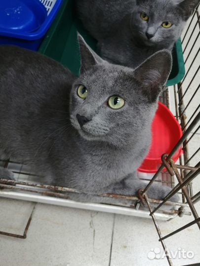 Русская голубая кот