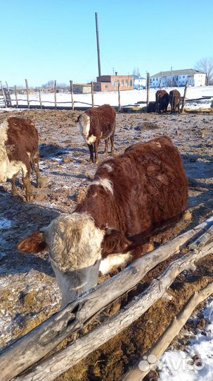 Корова белоговая казахская и телята