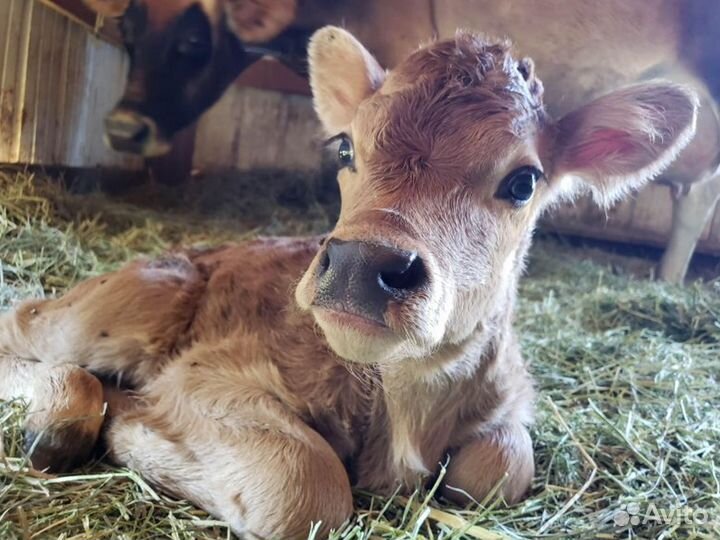 Бычки и телята на откорм, мясные породы