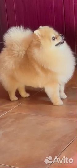 Шпиц милашка