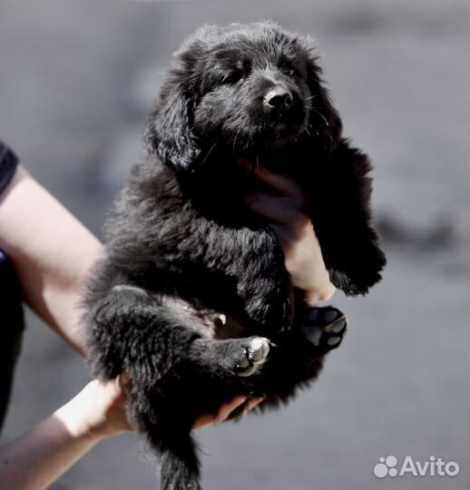 Щенки метисы спаниеля