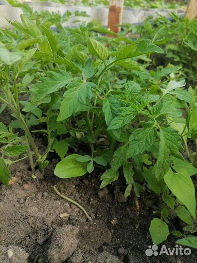 Рассада с грунта