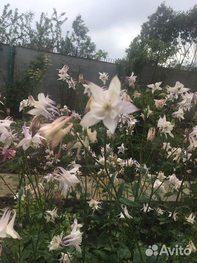 Садовые цветы