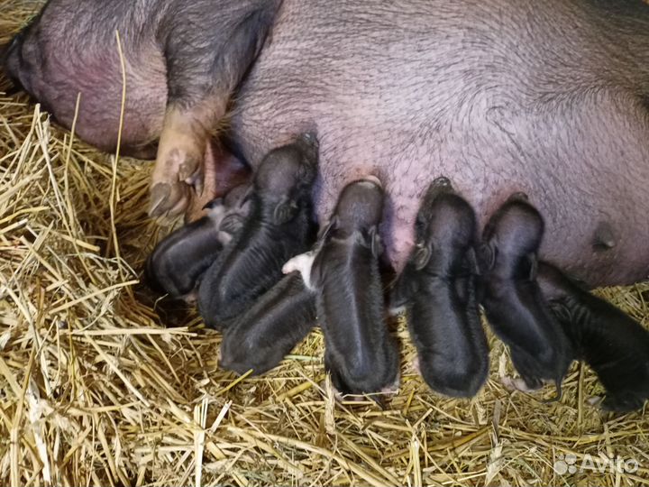 Козы Чешки, вислобрюхие вьетнамские поросята.Бронь