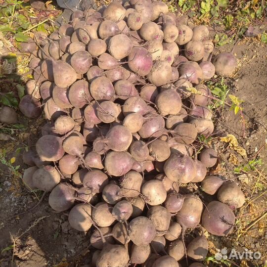 Свекла столовая, редька, тыква, капуста 2023