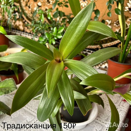 Комнатные растения