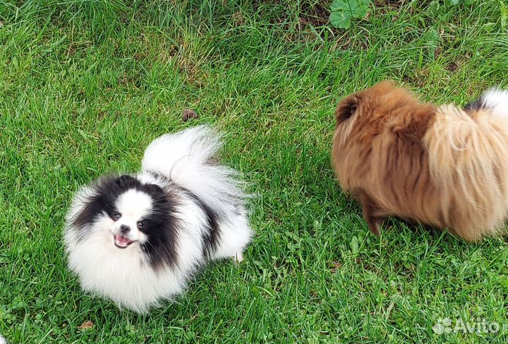 Вязка кобели шпица