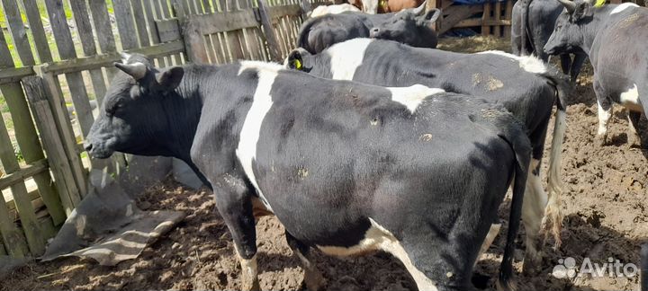 Быки живым весом