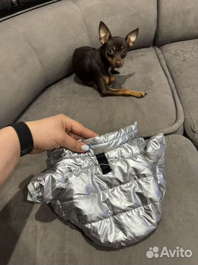 Куртка для собак мелких пород