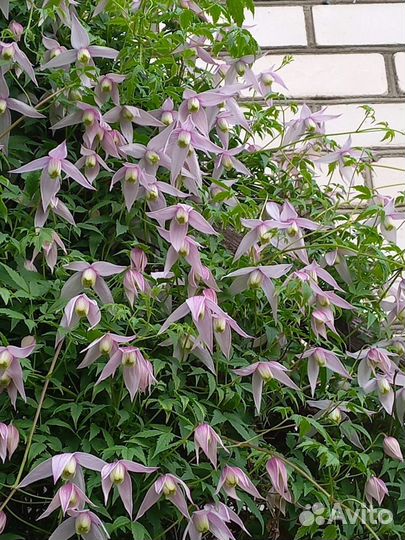Клематис Княжик семена