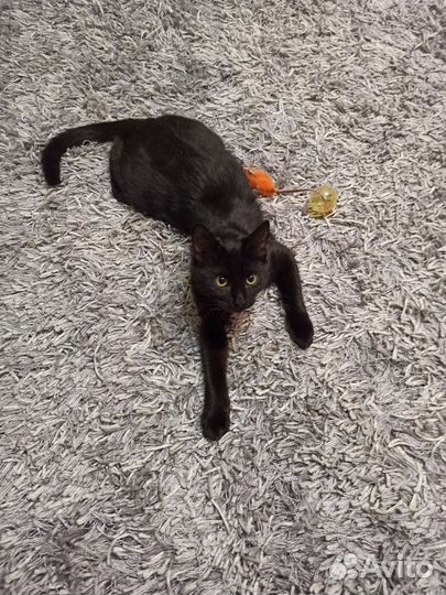 Кошка в дар