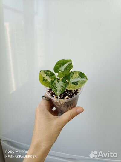 Сингониум яичница